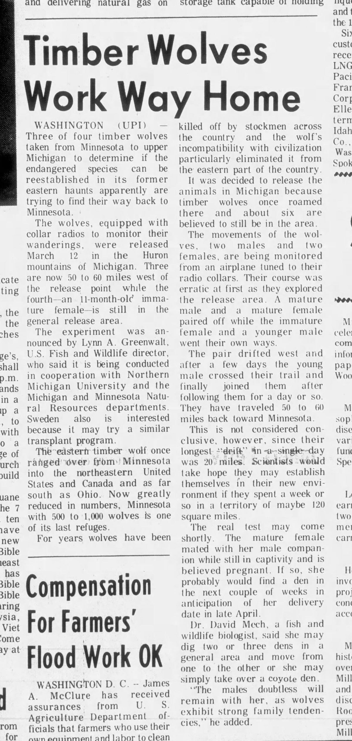 1974 Bonner County Daily Bee article on timber wolf reintroduction efforts